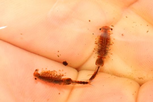 Image of Eubranchipus grubii (Dybowski 1860)