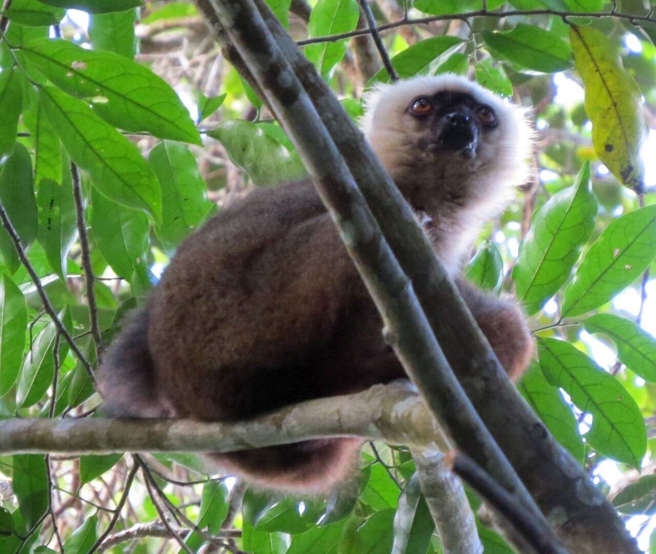 Image of White-fronted Brown Lemur