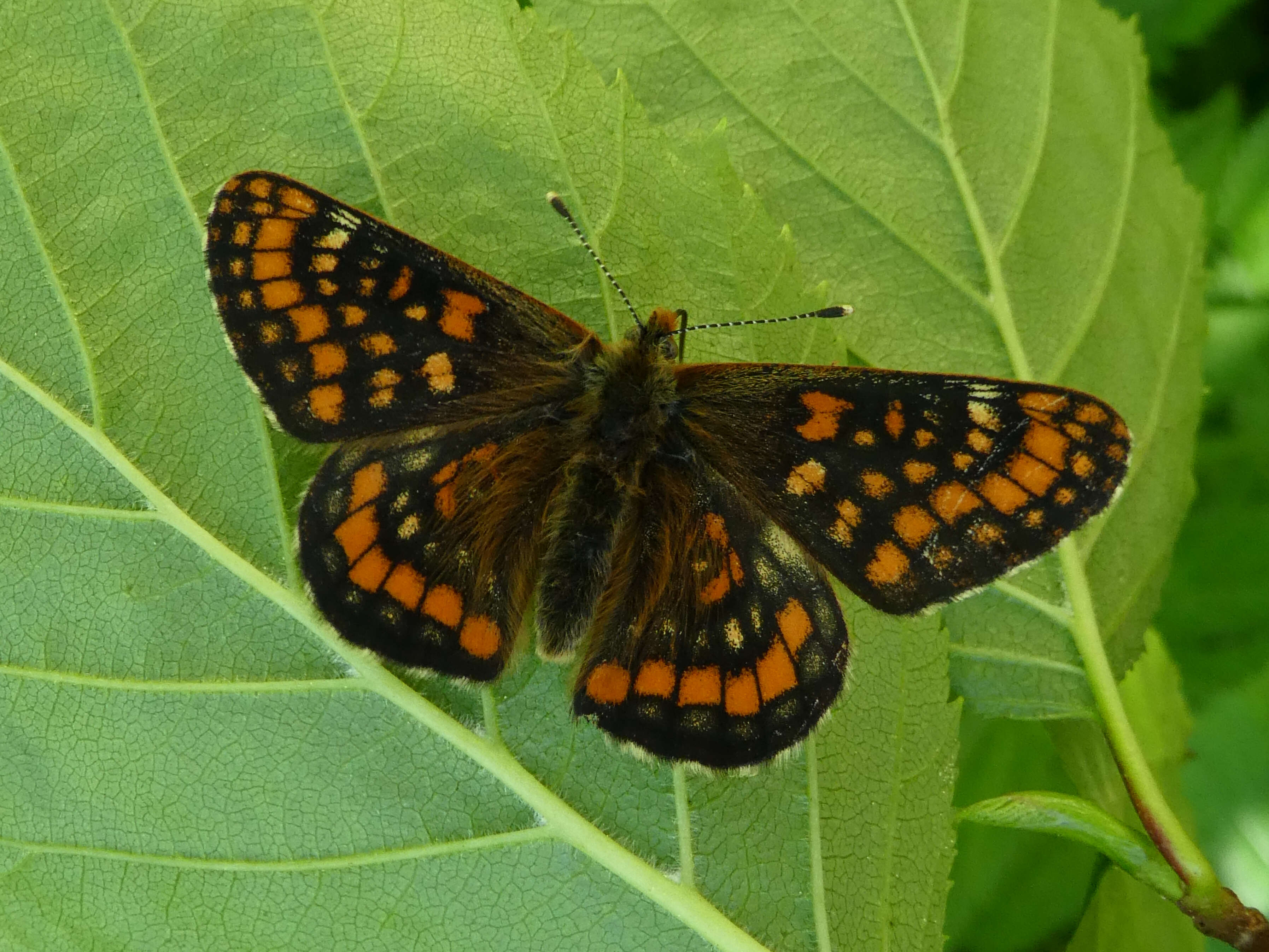 Image of Euphydryas intermedia