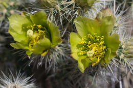 Image of <i>Cylindropuntia echinocarpa</i>