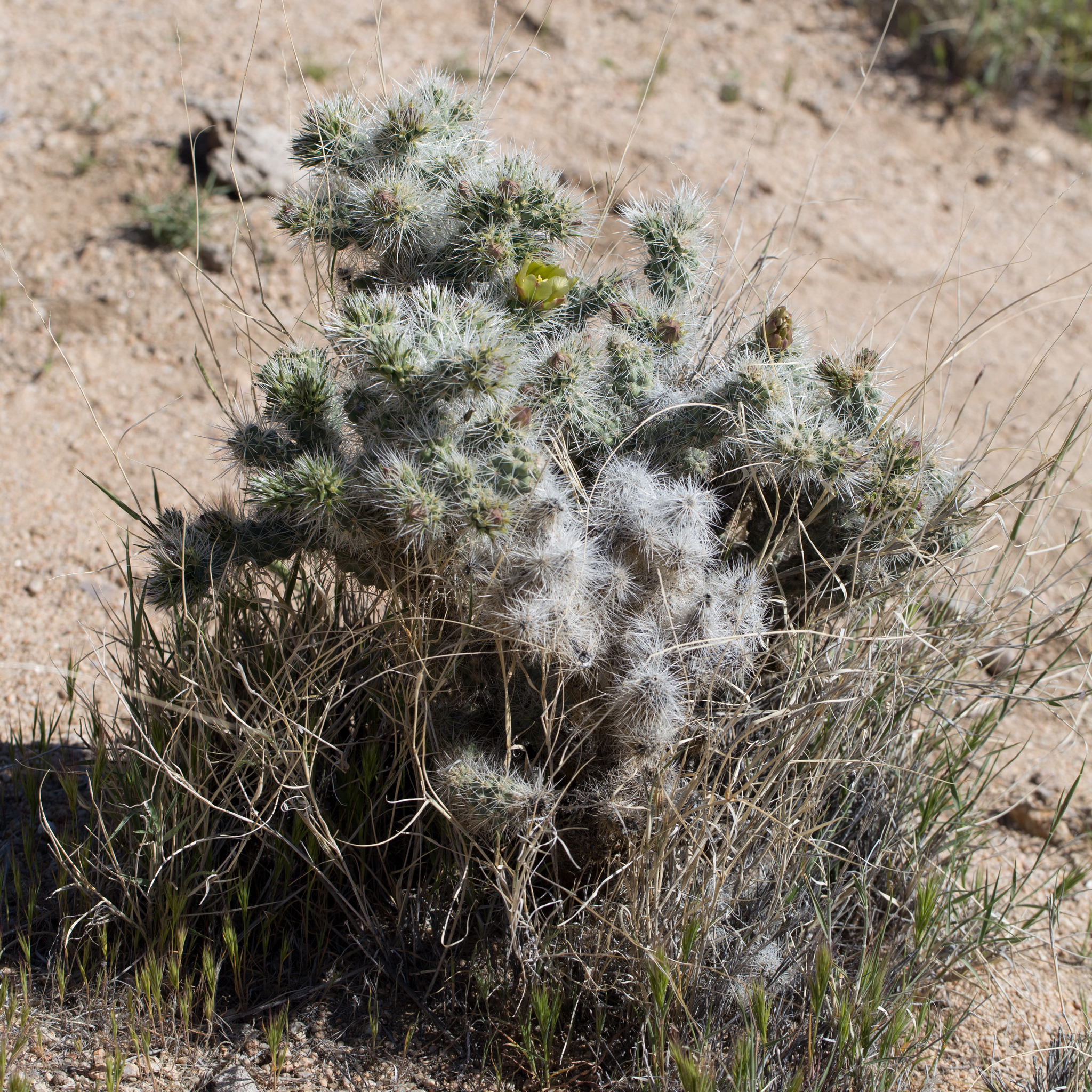 Image of <i>Cylindropuntia echinocarpa</i>