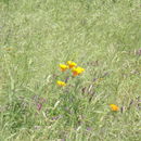 Image of California poppy