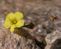 Image of French flax