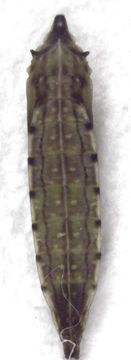 Image of convolvulus leafminer