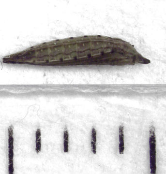 Image of convolvulus leafminer