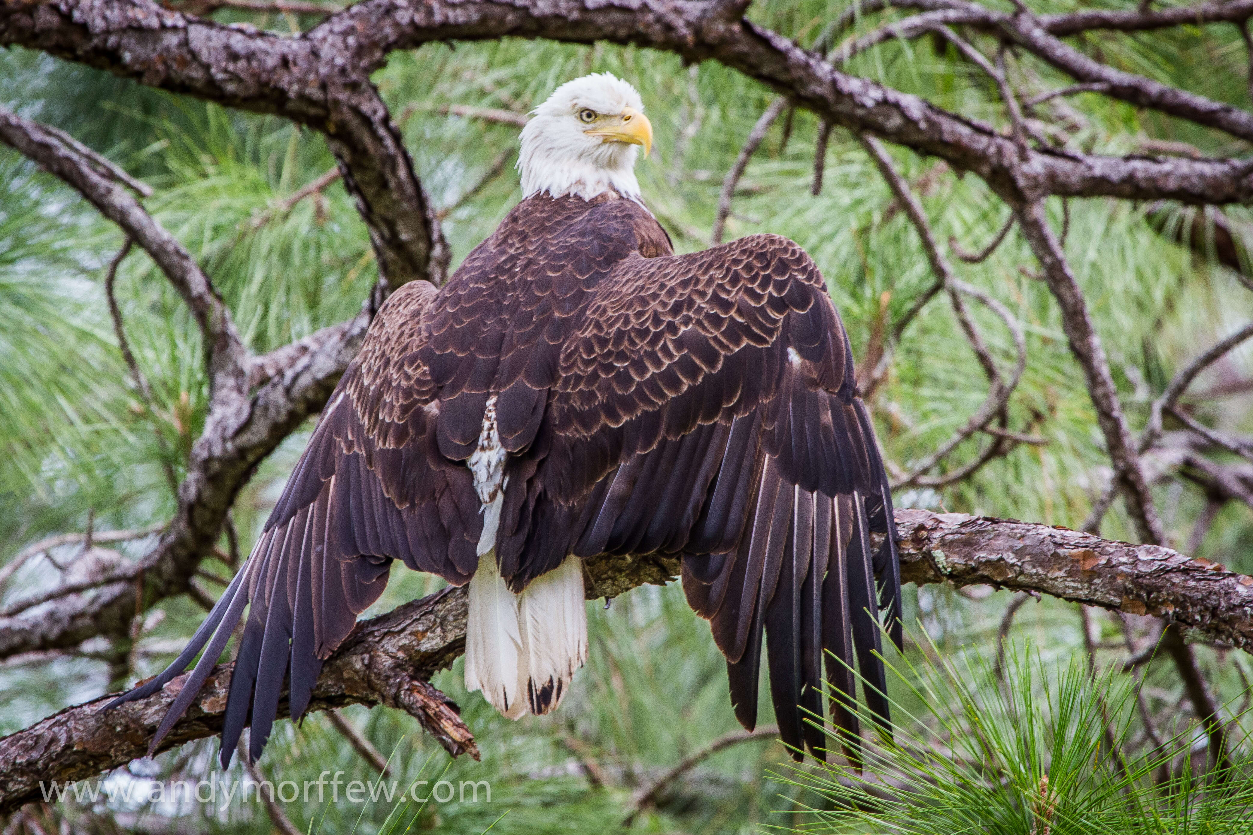 Image of Bald Eagle