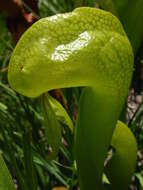 Image of California pitcherplant