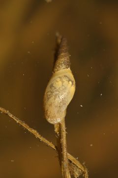 Image of Great Pond Snail