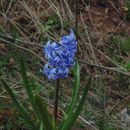 Image of <i>Hyacinthus orientalis</i>