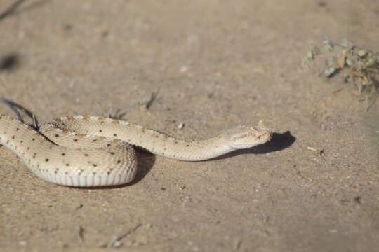 Image of Sidewinder Rattlesnake