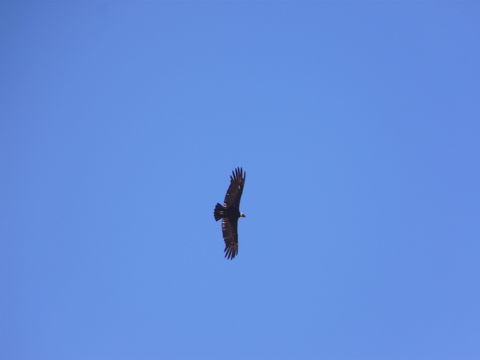 18.https www inaturalist org photos 1715976.580x360