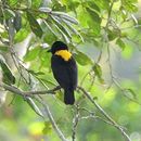 Image of Yellow-mantled Weaver