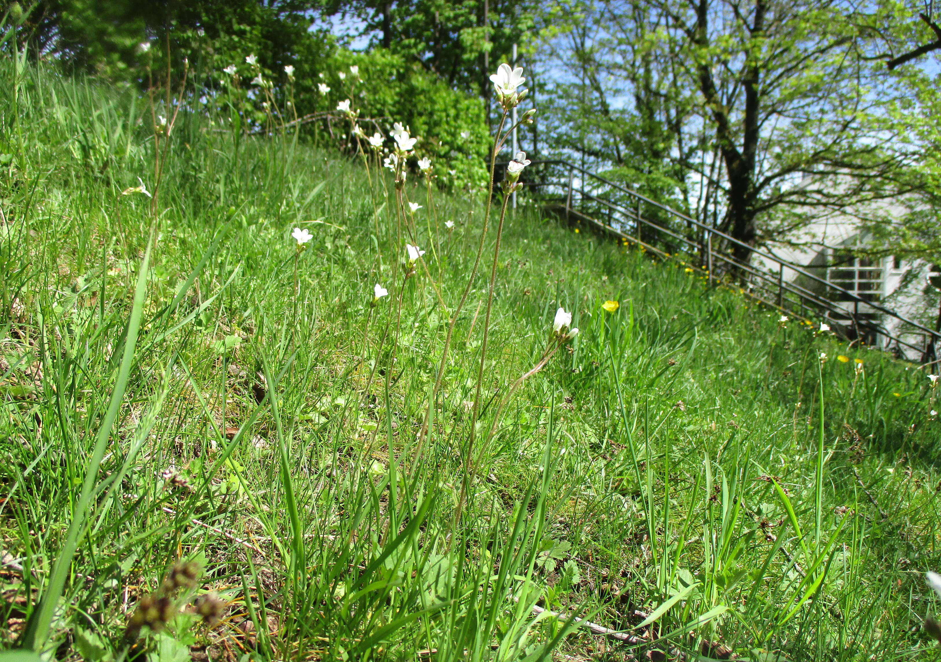 Image of Meadow Saxifrage