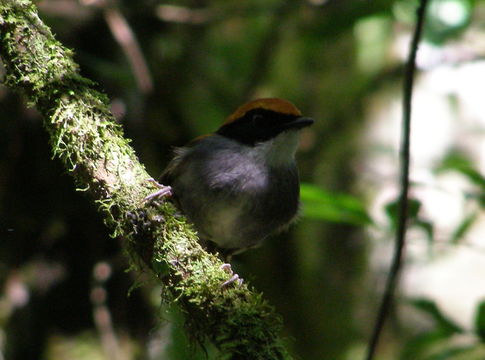 18.https www inaturalist org photos 1716816.580x360