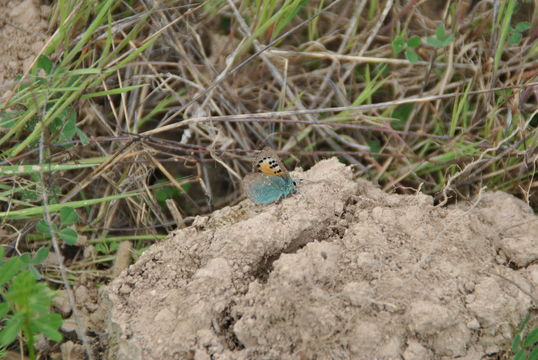 Image of Cardenillo