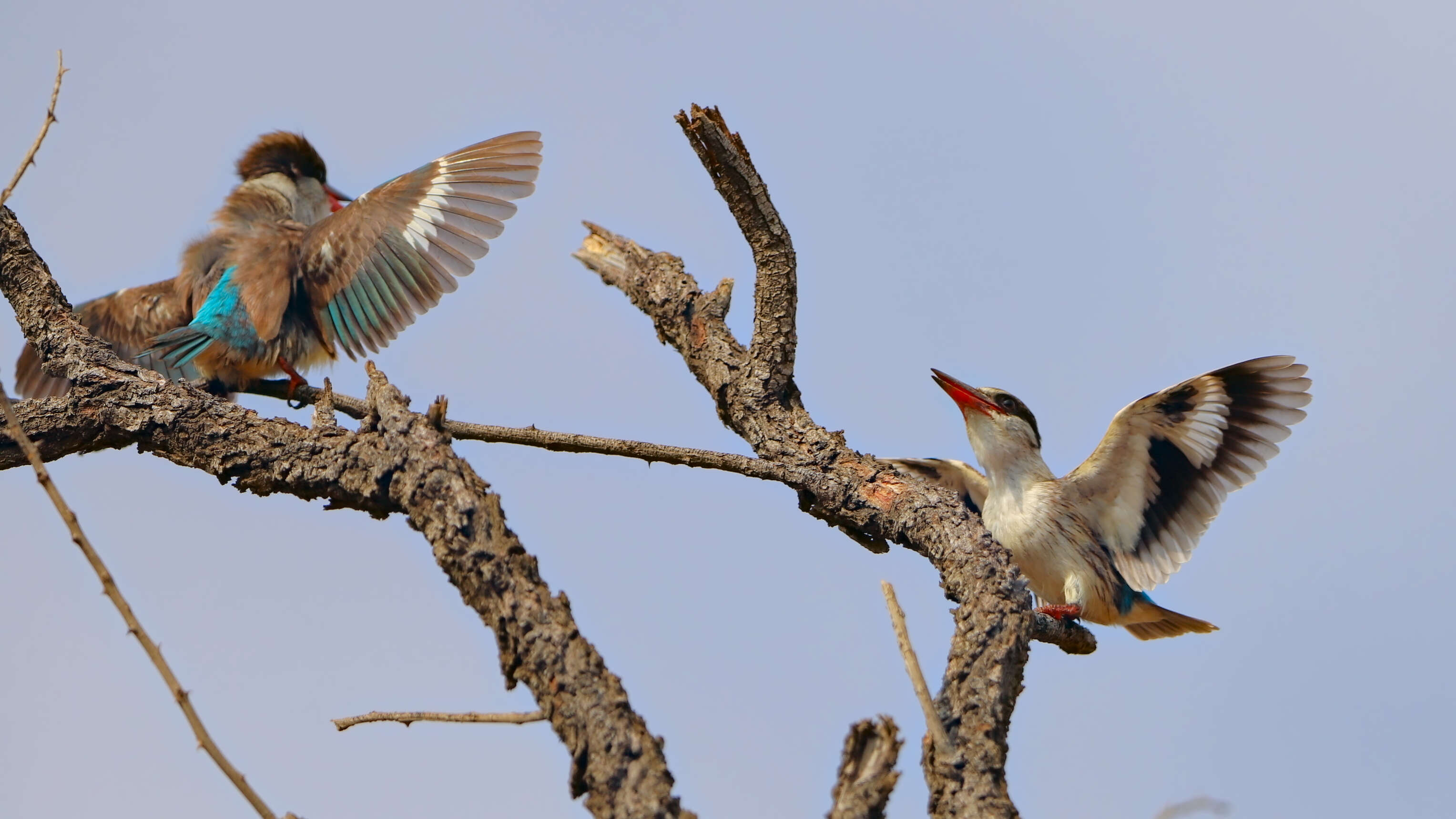 Image of Striped Kingfisher