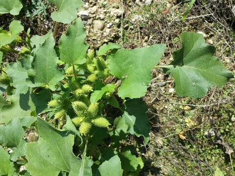 Imagem de Xanthium orientale L.