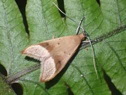 Image of Gymnobathra hyetodes Meyrick 1884