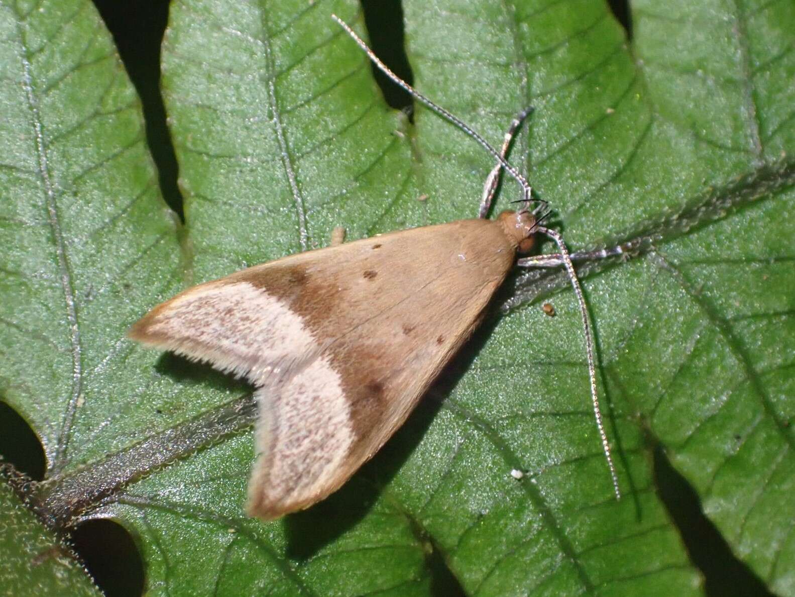 Image of Gymnobathra hyetodes Meyrick 1884