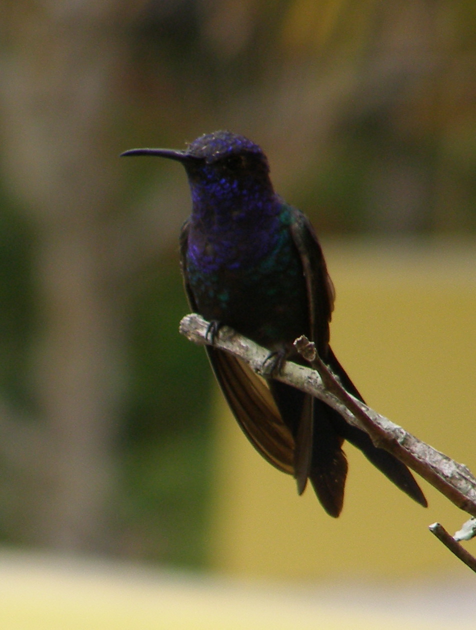 Image of Swallow-tailed hummingbird