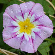 Image of Dwarf Morning Glory