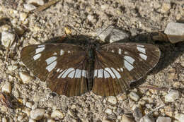 Image de Neptis rivularis Scopoli 1763