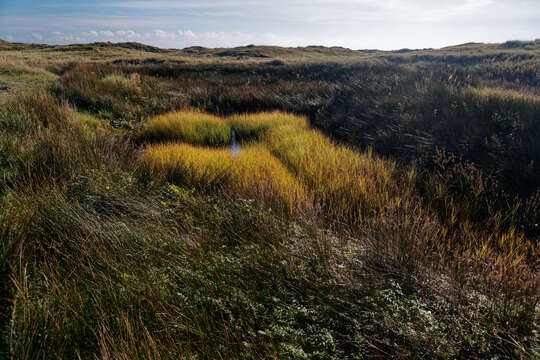 Image of bulrush