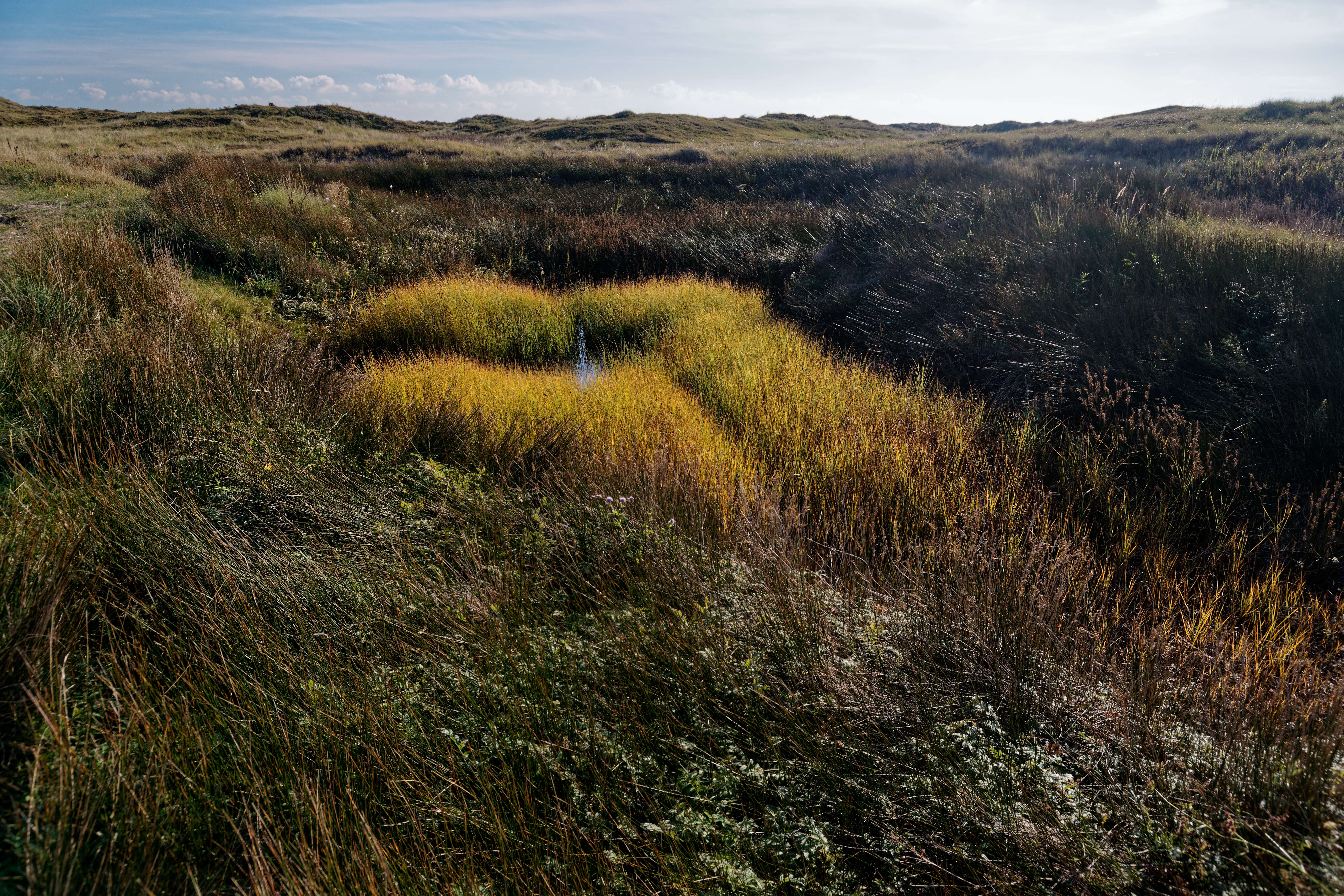 Image of bulrush