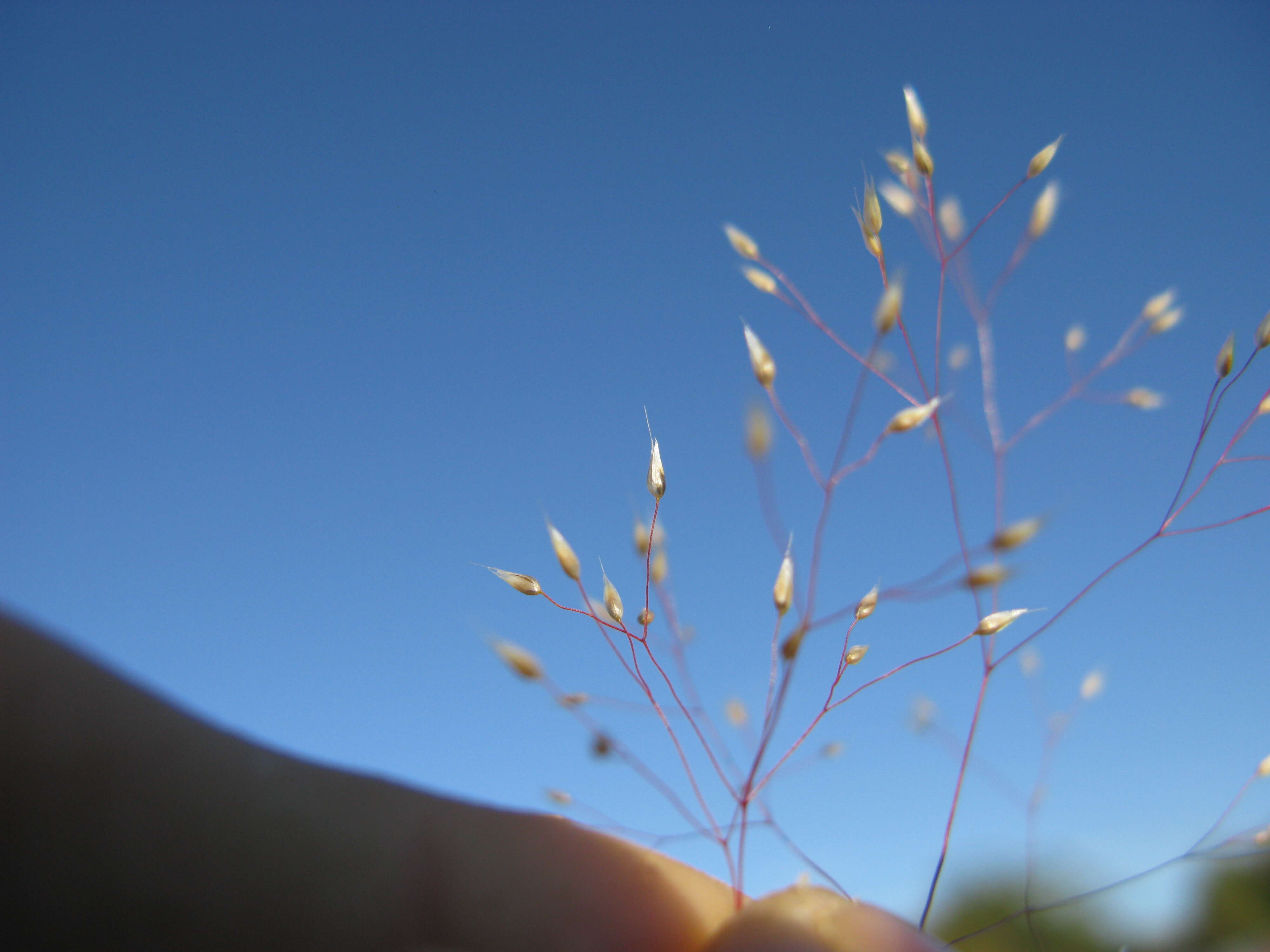 Image of silver hairgrass