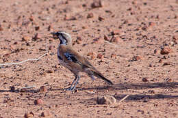 Imagem de Cinclosoma cinnamomeum Gould 1846