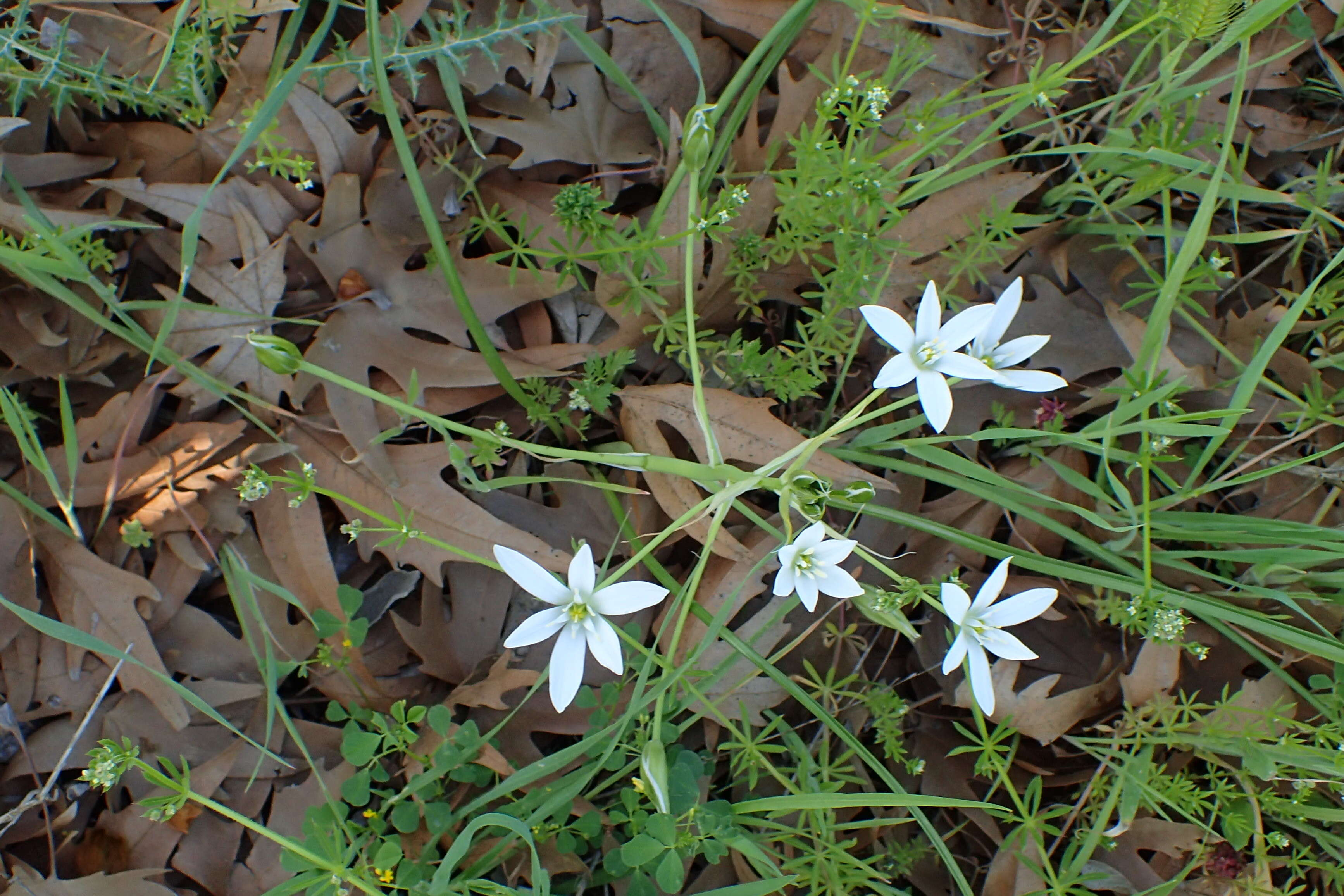 Imagem de Ornithogalum divergens Boreau