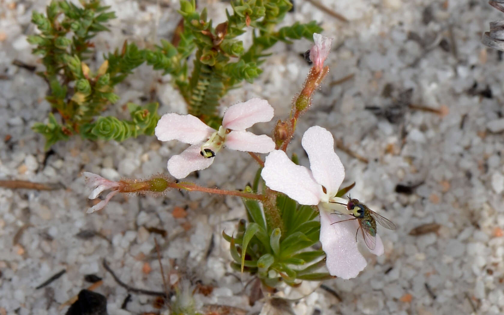 Image of Stylidiaceae