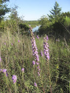 Image of <i>Liatris punctata mucronata</i>