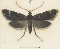 Image of Lathicrossa leucocentra Meyrick 1884