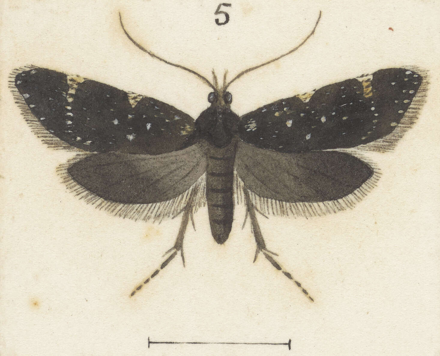 Image of Lathicrossa leucocentra Meyrick 1884