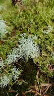 Image of Reindeer lichen