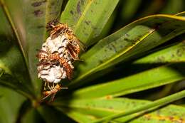 Image of Polistes bahamensis Bequard & Salt 1931