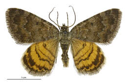 Image of Dasyuris anceps Butler 1877