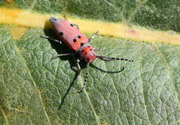 Image of Red-femured Milkweed Borer