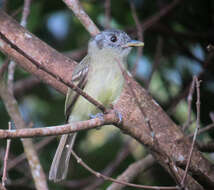 Image of Slaty-capped Flycatcher