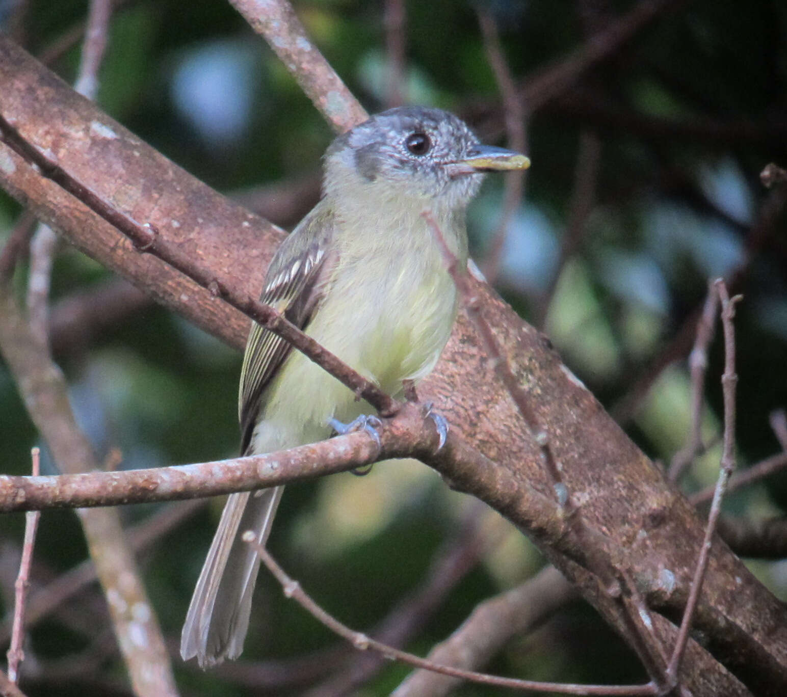 Image of Slaty-capped Flycatcher