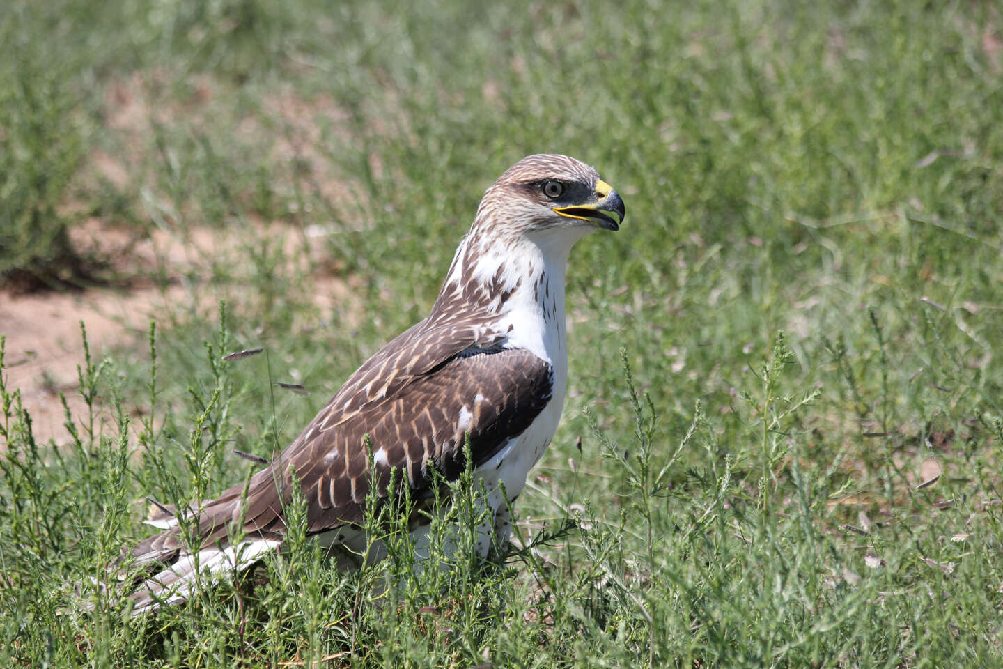 Image of Ferruginous Hawk