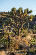 Слика од Yucca brevifolia Engelm.