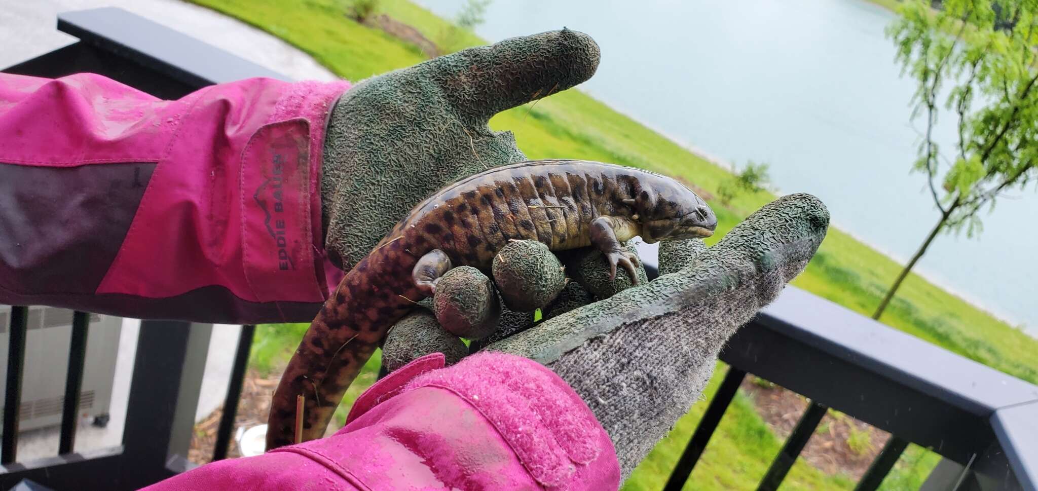 Image of Eastern Tiger Salamander