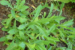 Imagem de Sonchus kirkii B. G. Hamlin