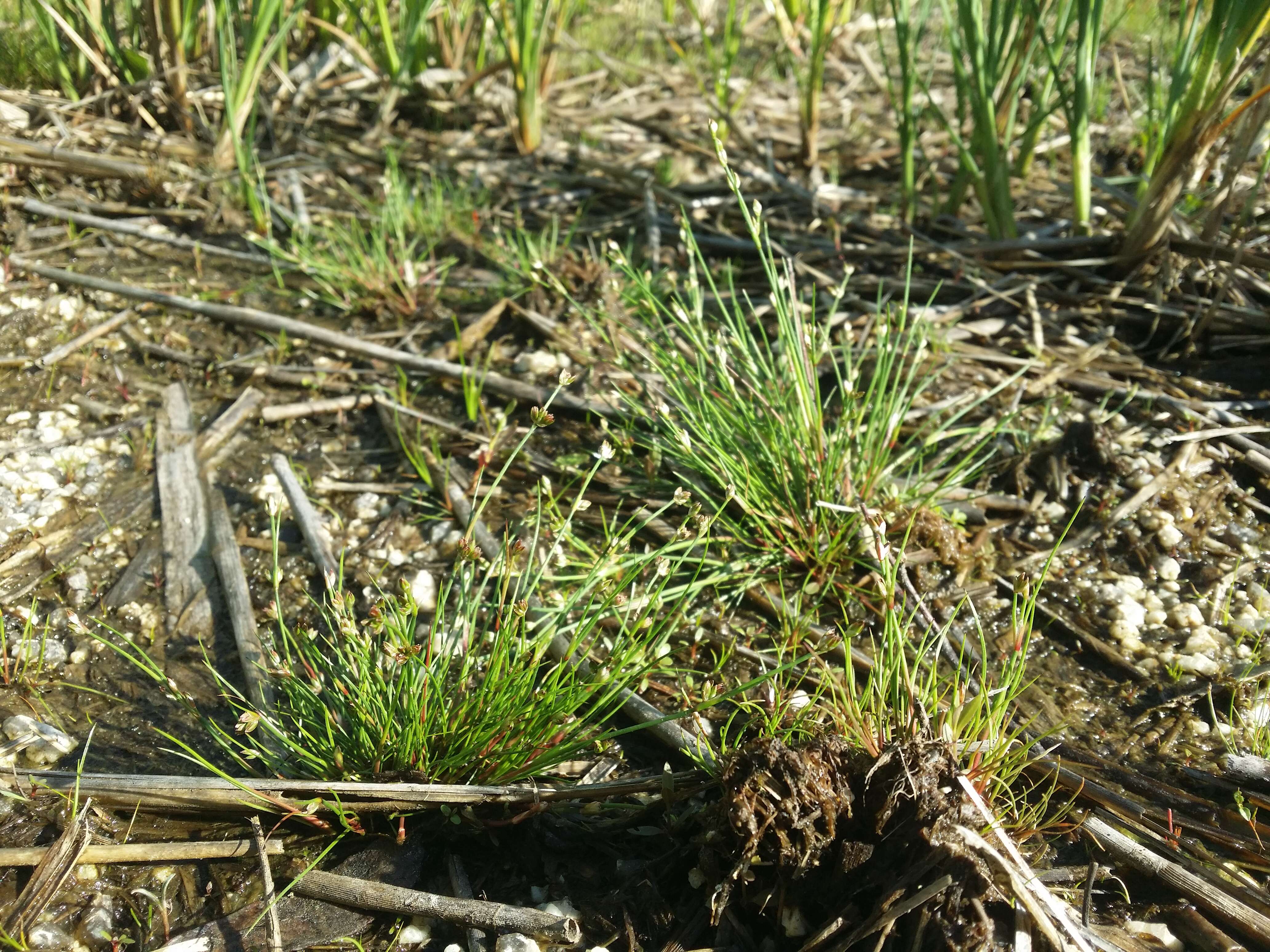 Image of Bulbous Rush