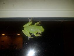 Image of <i>Hyla gratiosa</i>