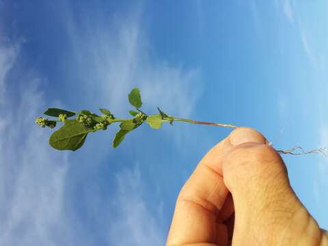 Plancia ëd Chenopodium opulifolium Schrader