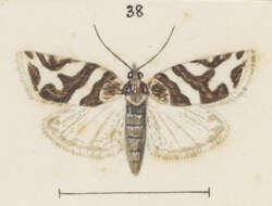 Image of Cnephasia latomana Meyrick 1885