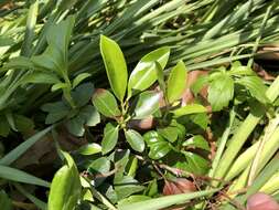 Image of mountain laurel